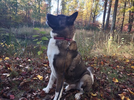 Entry image for Subwoofer . Clicking this image will show a larger photo