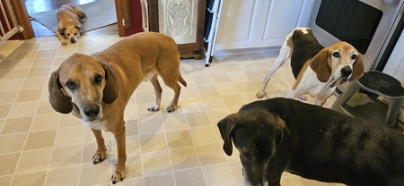Entry image for Tucker, Hitch, Lucky, and Honey. Clicking this image will show a larger photo