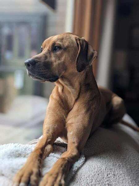 Entry image for Reginald Duckworth Hennypenny. Clicking this image will show a larger photo