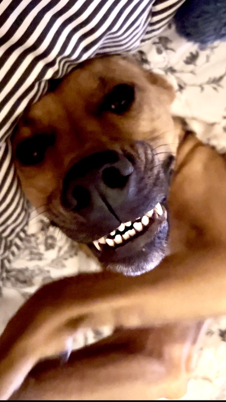 Entry image for Reginald Duckworth Hennypenny. Clicking this image will show a larger photo