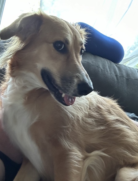 Entry image for Lucy. Clicking this image will show a larger photo