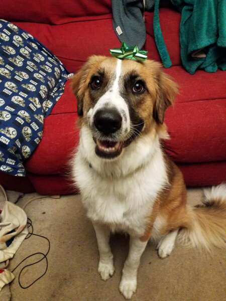 Entry image for Rory. Clicking this image will show a larger photo