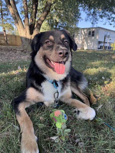 Entry image for Charlie. Clicking this image will show a larger photo