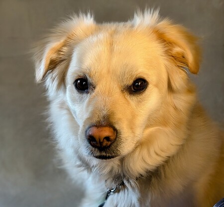 Entry image for Woody. Clicking this image will show a larger photo