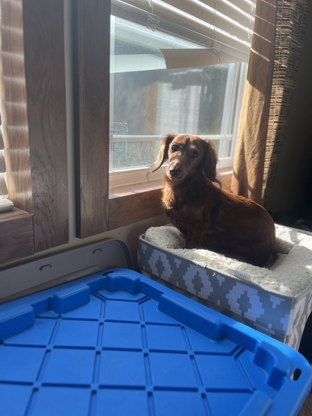 Entry image for Willow . Clicking this image will show a larger photo