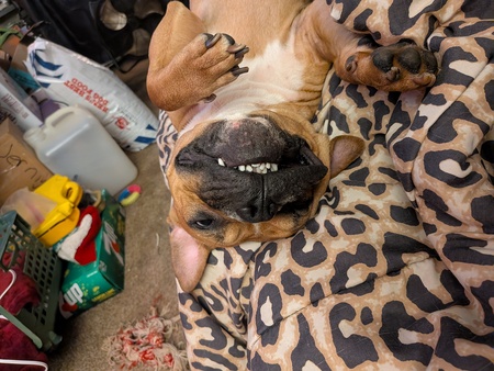 Entry image for Snips. Clicking this image will show a larger photo