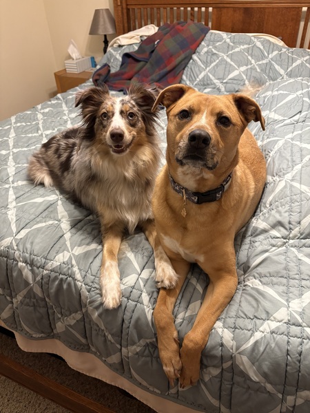 Entry image for Macy and Rosy! . Clicking this image will show a larger photo