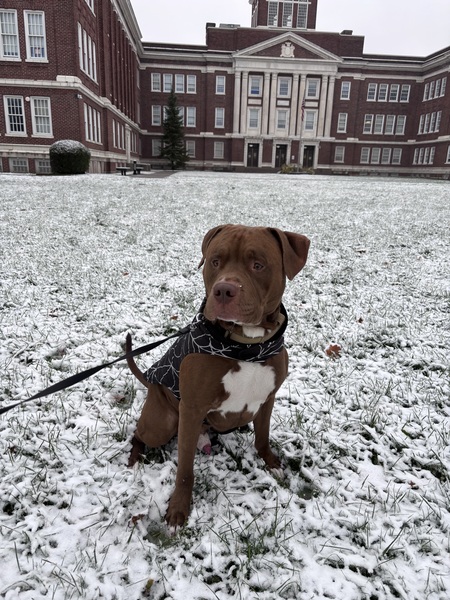 Entry image for Kobe. Clicking this image will show a larger photo