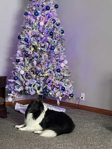 Entry image for BANDIT. Clicking this image will show a larger photo