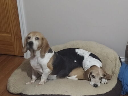 Entry image for Pebbles and Sage. Clicking this image will show a larger photo