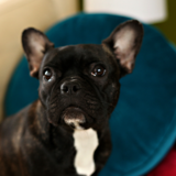 Entry image for GoGo Photo Contest