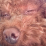 Entry image for Mimi Desktop Chrome