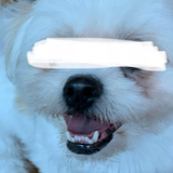 Entry image for Tofu*