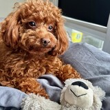 Entry image for Bear