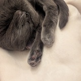 Entry image for Luna love