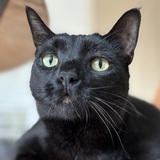 Entry image for Large Marge 