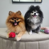 Entry image for Bella & Millie