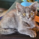 Entry image for Giles