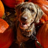 Entry image for Ellie