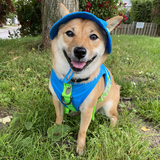 Entry image for Aiko