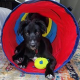 Entry image for Nessie