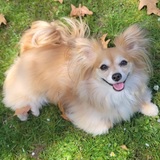 Entry image for Nova