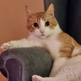 Entry image for Baby Meeko