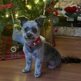 Entry image for Pepper