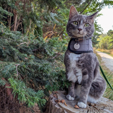 Entry image for Hooper