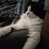 Entry image for Bongo 