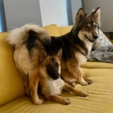 Entry image for Paddington & Nellie