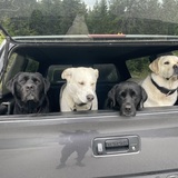 Entry image for Bella,George,Kona and Norman