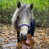 Entry image for Carmel