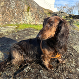 Entry image for Sebastian