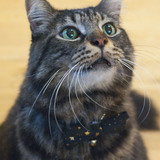 Entry image for Handsome