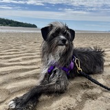 Entry image for Chet Ripley