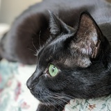 Entry image for Tabitha