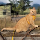 Entry image for Sunshine