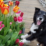 Entry image for REMELY BORSOFF