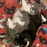 Entry image for Delilah and Posey