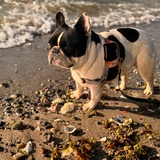 Entry image for Scout