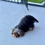 Entry image for Molly