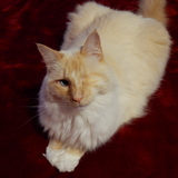 Entry image for Howard