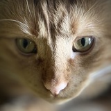 Entry image for Fritz