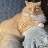 Entry image for Sir Walter Cronkat