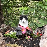 Entry image for Curio