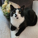 Entry image for Patches