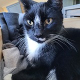 Entry image for Squeak