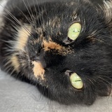 Entry image for Tori