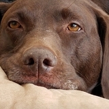 Entry image for Lola